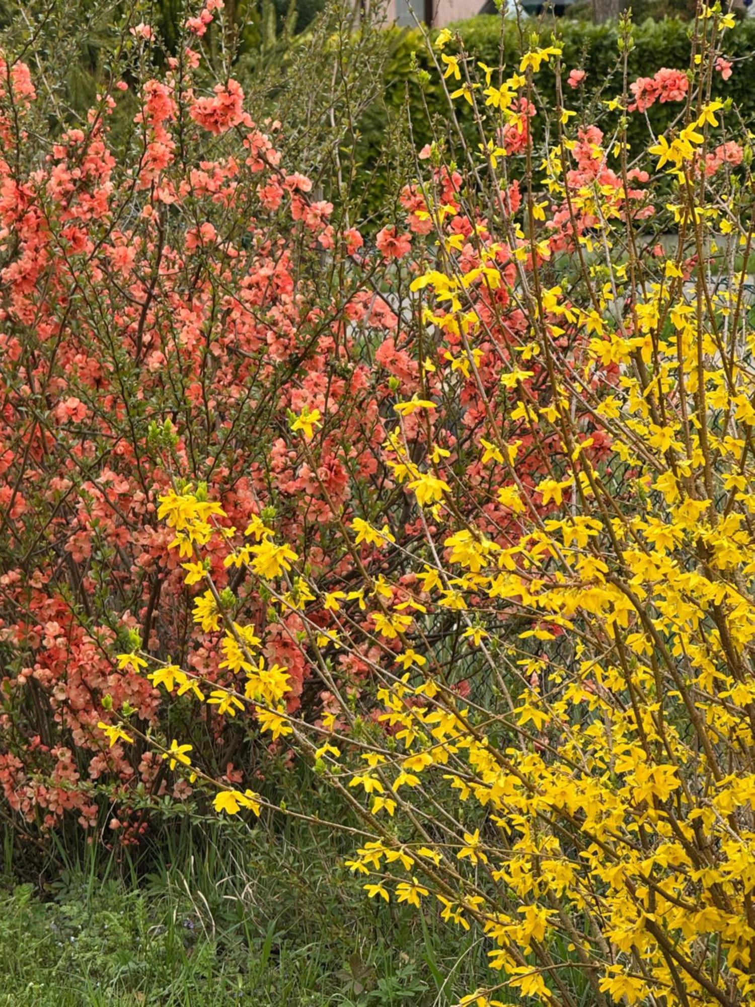 Pool & Garden Villa Lelia Mirano Exteriér fotografie